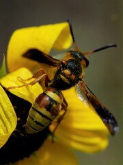 Megapterocheilus