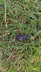 Carabus problematicus