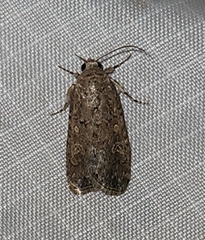 Spodoptera exigua