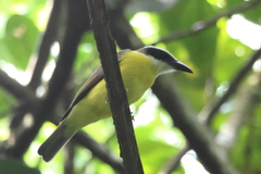 Megarynchus pitangua