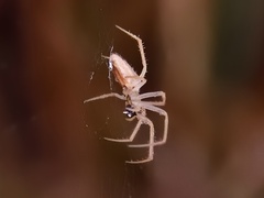 Larinia directa