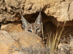 Caracal caracal