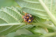 Chinavia acuta
