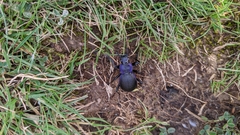 Carabus problematicus