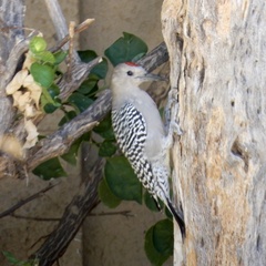 Melanerpes uropygialis