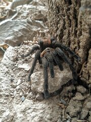 Aphonopelma chalcodes