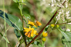 Copaeodes aurantiaca