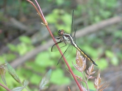 Libellula
