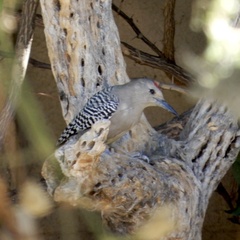 Melanerpes uropygialis