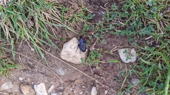 Carabus problematicus