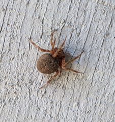 Araneus gemma