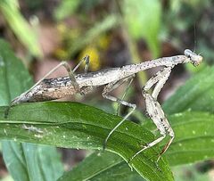 Stagmomantis carolina