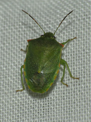 Thyanta custator accerra