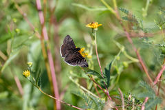Erynnis funeralis