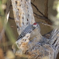 Melanerpes uropygialis