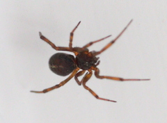 Steatoda