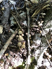Coprinellus micaceus