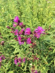 Vernonia fasciculata