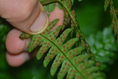 Dryopteris celsa