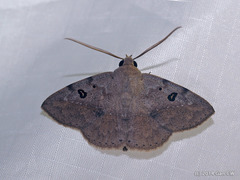 Ugia signifera