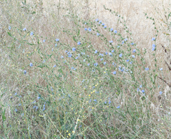 Cichorium