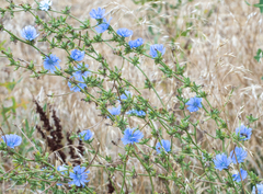 Cichorium