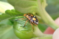 Chinavia acuta