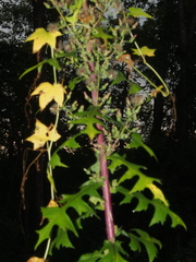 Lactuca biennis