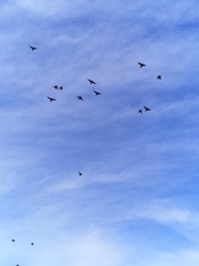 Sturnus vulgaris