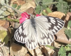 Tatochila