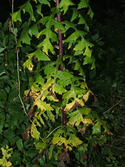 Lactuca biennis
