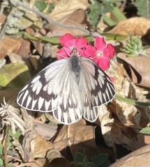 Tatochila