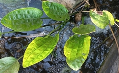 Alisma plantago-aquatica