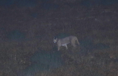 Caracal caracal