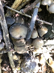 Coprinellus micaceus