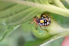 Chinavia acuta