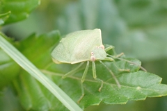 Acrosternum millierei