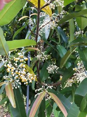 Calophyllum soulattri
