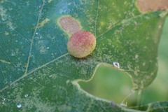 Acraspis quercushirta