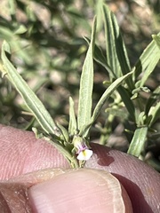 Pombalia verticillata