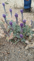 Lupinus lepidus