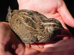 Coturnix coturnix
