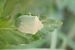 Acrosternum millierei