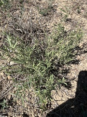 Pombalia verticillata