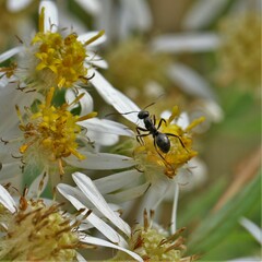 Formica fusca