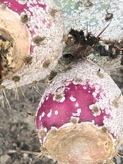 Diaspis echinocacti