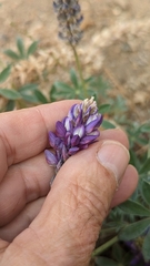 Lupinus lepidus