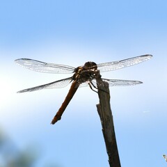 Orthemis ferruginea