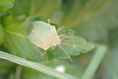 Acrosternum millierei