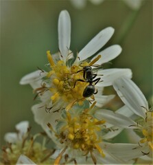 Formica fusca